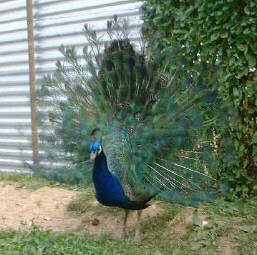 Two year old India Blue male, tail spred