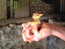 One day old India Blue peachick