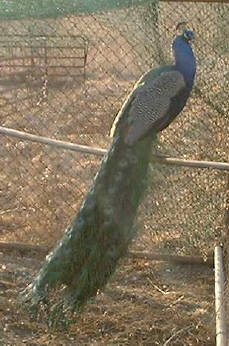 Three year old India Blue male, tail unspread