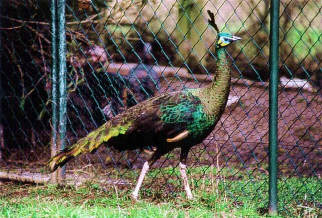 Indo-Chinese Green hen