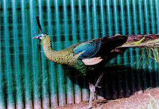 Indo-Chinese Green cock