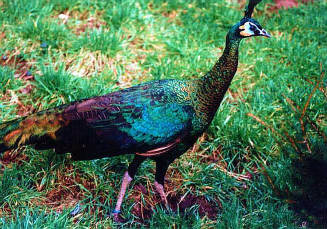 Java Green Peafowl