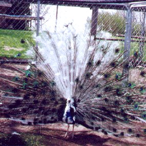 Pied India Blue peacock in display