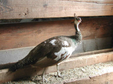 Yearling India Blue Pied hen