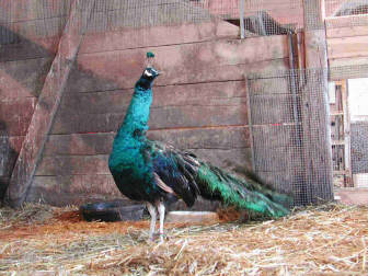 Mature Buff Spalding cock