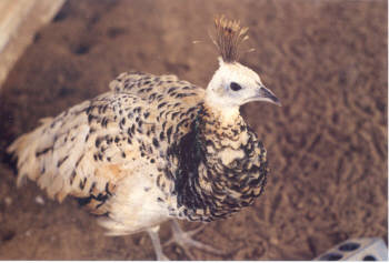 Buff Spalding hen at eight months