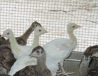 White Spalding chicks