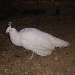 Two year old White hen